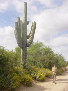 Saguaro_Cactus_AZ